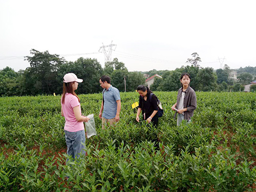 长沙云游茶业有限公司,湖南绿茶,红茶价格,长沙毛尖批发,云游陶餈礼盒,云游茶业